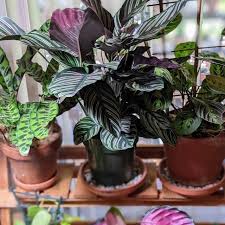 Image result for calathea