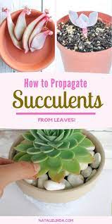 How To Propagate Succulents From Leaves So You Can Multiply Your Succulent Collection Natalie Linda Propagate Succulents From Leaves Propagating Succulents Planting Succulents Indoors