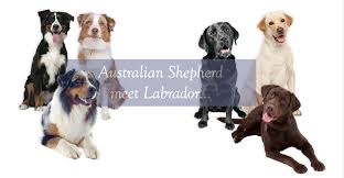 As always, when considering a new addition to your family, it is essential to do your research and find a reputable breeder. Australian Shepherd Lab Mix Home Facebook