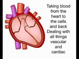 If you know where muscles attach and how they contract then you can know how to. Human Body System Rap Human Body Systems Body Systems Human Body Science
