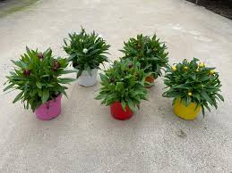 Image result for Helichrysum brassii