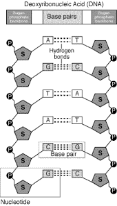 Pin On Genetic Genealogy