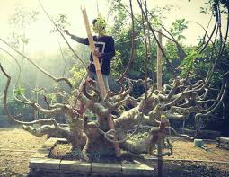 Pin Oleh Bagus Wijaya Di Bonsai Insp2 Pohon Bonsai Bonsai Pohon