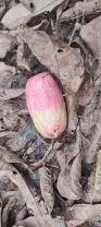 Image result for Pachylobus edulis