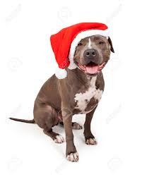 Nowadays he's left his mc in 2001, pitbull aka mr.305 signed to uncle luke's records. Glucklich Und Lachelnd Grau Pitbull Hund Tragt Einen Roten Weihnachtsweihnachtsmann Hut Lizenzfreie Fotos Bilder Und Stock Fotografie Image 43619998