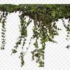 Pngtree offers wall plants wall png and vector images, as well as transparant background wall plants wall clipart flows into the from a hole in the wall wallpapers for interior decor 3d rendering. 1