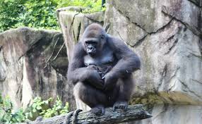 Image result for Ozoroa homblei