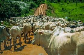 Defesa Sanitária - Idaron reforça combate a focos de raiva transmitida por  morcegos em Rondônia - Governo do Estado de Rondônia - Governo do Estado de  Rondônia