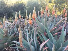 Image result for Aloe ribauensis
