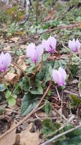 Image result for Cyclamen parviflorum