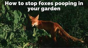 Doing so will not only. How To Stop Foxes Pooping In Your Garden Product Review Lad