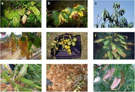 Image result for xylella fastidiosa oleander symptoms