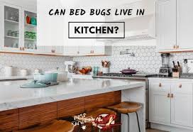 bed bugs in kitchen: can bed bugs live