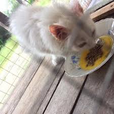 Hampir semua orang menyukai kucing karena tingkahnya yang sangat lucu dan menggemaskan. Tips Penjagaan Bulu Kucing Dengan Kuning Telur