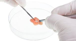 However, cell culture is an important candidate course for any. Animal Cell Culture Training At Rs 25000 Month Bengaluru Id 22367361533