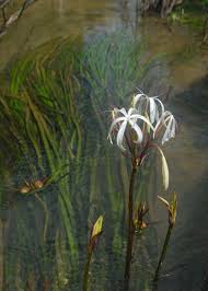 Image result for Leptoderris harmsiana