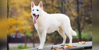 Check spelling or type a new query. Pastore Svizzero Bianco Un Cane Pastore Particolare Holidogtimes