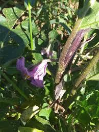 Image result for Solanum richardii