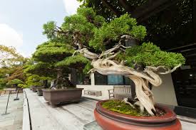 All you need to do is place the pot and add soil to it. Bonsai Trees Symbolize U S Japan Friendship Shareamerica