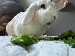 Bunny watching the news. As this storm grows into a beast- Binkers and I  are saying prayers for all the Buns in its path. Stay safe and check in  pweese. ❤️