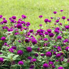 Pin On Garden Idead