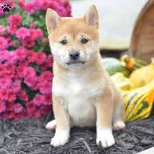 Both of his parents are akc registered. Miranda Shiba Inu Puppy For Sale In Ohio Shiba Inu Puppy Shiba Inu Puppies