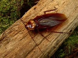 Many times we have seen them getting in on the track for the bottom of the sliding glass doors. When Outdoor Cockroaches Move Inside Colonial Pest Control