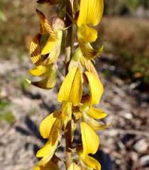 Image result for Crotalaria oocarpa