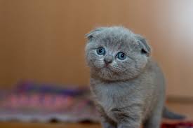 Un piccolo video di piccoli felini. 1001 Lustige Katzenbilder Und Katzenspruche