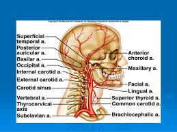 In the neck and head exterior to the skull, the external carotid artery provides blood flow to the skin, muscles, and organs. Main Arteries And Veins Of The Human Neck