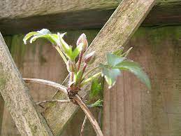 We did not find results for: Clematis Buds