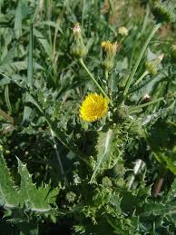 Image result for Sonchus schweinfurthii