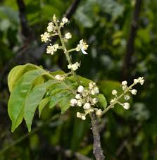 Image result for Clausena anisata