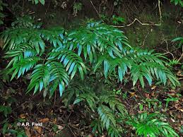 Image result for Ptisana