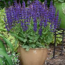 Looking for drought resistant flower plants for your garden? Drought Tolerant Perennials P Allen Smith
