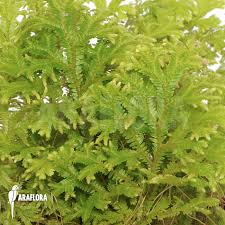 Image result for Selaginella afrorum