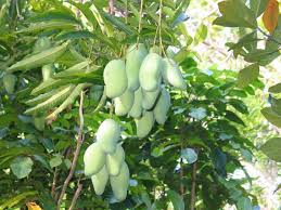 Vocabulary , mangga adalah buah tropis yang manis. Mangga Harum Manis Ini Cepat Berbuah Dan Lebat Ini Caranya Sentralbibit