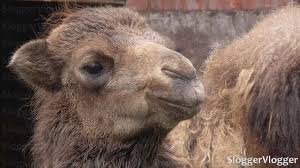 @rhkdgh0395 you can see camels in 3 places first in desert second at tourist places in emirates, saudi arabia , egypt.etc as foreigners like to ride camel. Baby Camels Are Adorable Running Youtube