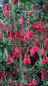 All our hardy plants carry a lifetime guaranteed and are selected by our planteria experts. Crinodendron Hookerianum Or Chilean Lantern Tree Is A Lovely Evergreen Shrub With Superb Crimson Flowers Small Evergreen Shrubs Garden Shrubs Colorful Shrubs