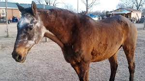 8 Oldest Horses In The World Oldest Org