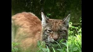 We even have fossils of some of the intermediate forms between issoire and iberian. Lynx Bialowieza National Park Bialowieza Podlaskie Poland Europe Youtube