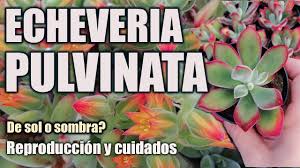 We did not find results for: My Echeveria Pulvinata In Beautiful Blooms By Olga S Greenland