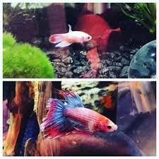 My Baby Betta S Transformation In 3 Months Betta Fish Betta Fish Pet