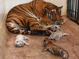 This cute display name generator is designed to produce creative usernames and will help you find new unique nickname suggestions. Birth Of 4 Cubs Makes Amc Zoo Tops In Tiger Count In Maharashtra Aurangabad News Times Of India