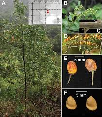 Image result for Rhamnaceae