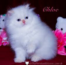 Sign up for our adoption form when you see the persian kitten of your. 41 Very Cute Persian Kitten Pictures And Images