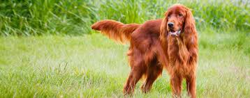 See actions taken by the people who manage and post content. Irish Setter Dog Breed Facts And Information Wag Dog Walking