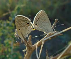 Image result for Erianthemum schelei