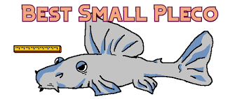 They're not picky about water hardness, and. 10 Small Pleco Species Under 4 3 In Adult Size Aquanswers