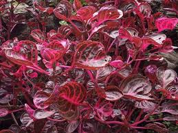 Image result for Iresine herbstii